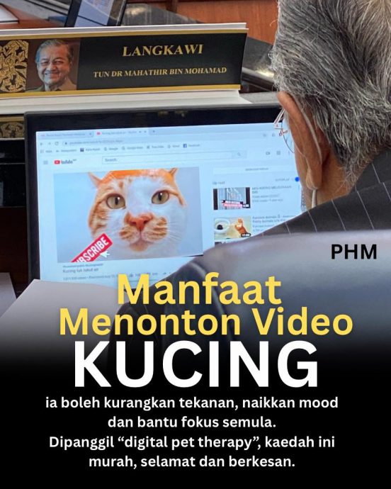 科学认证！看猫片有助减压治愈坏情绪