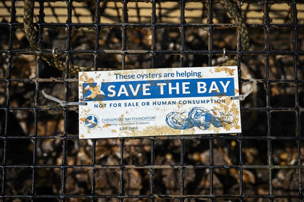 绿量 美国“牡蛎园艺师”  重建大自然净化水系统