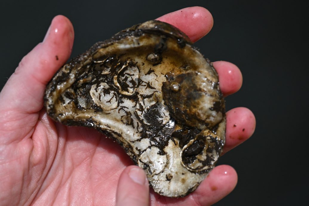 绿量 美国“牡蛎园艺师”  重建大自然净化水系统