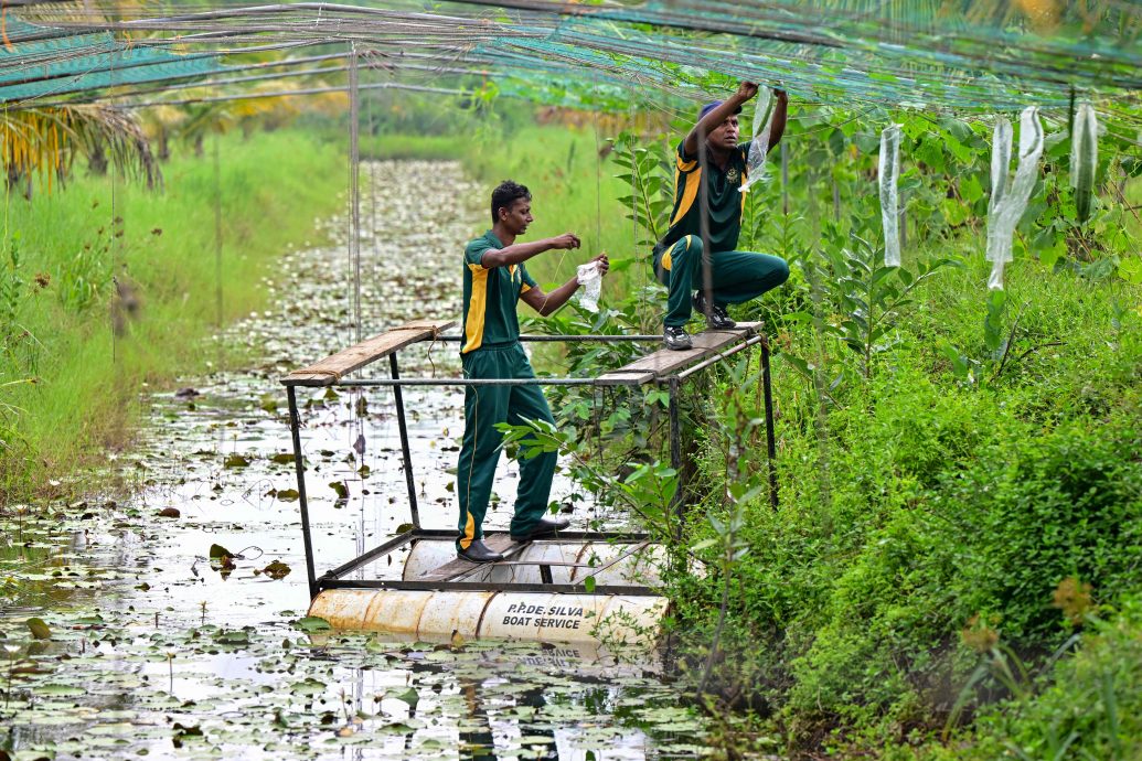 绿量无穷 | 应对粮安危机尝试耕作  特种兵与盐碱地“作战”   主//头