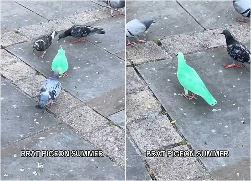 英国鸽子惊人“神秘萤光绿”暴红 专家：恐遭人染色