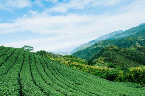 草稿筑迹/年轻世代掀起嘉义茶文化新浪潮:让台湾茶走进生活美学!