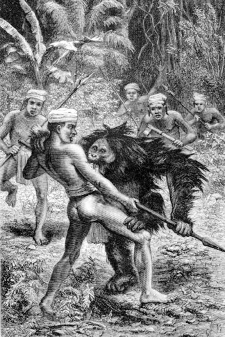 蔡羽／发现红毛猩猩