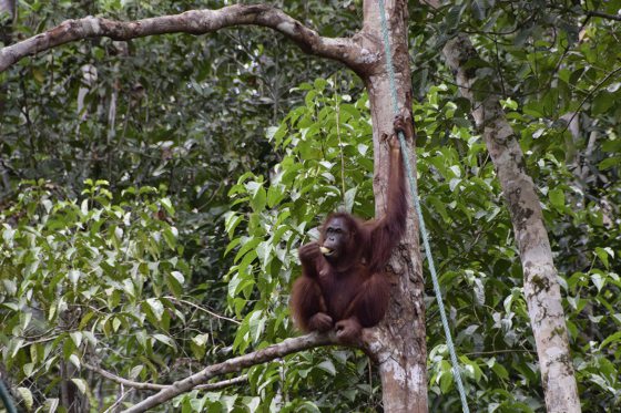 蔡羽／发现红毛猩猩