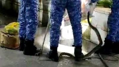 蟒蛇清晨闯公市 菜贩吓破胆急召援