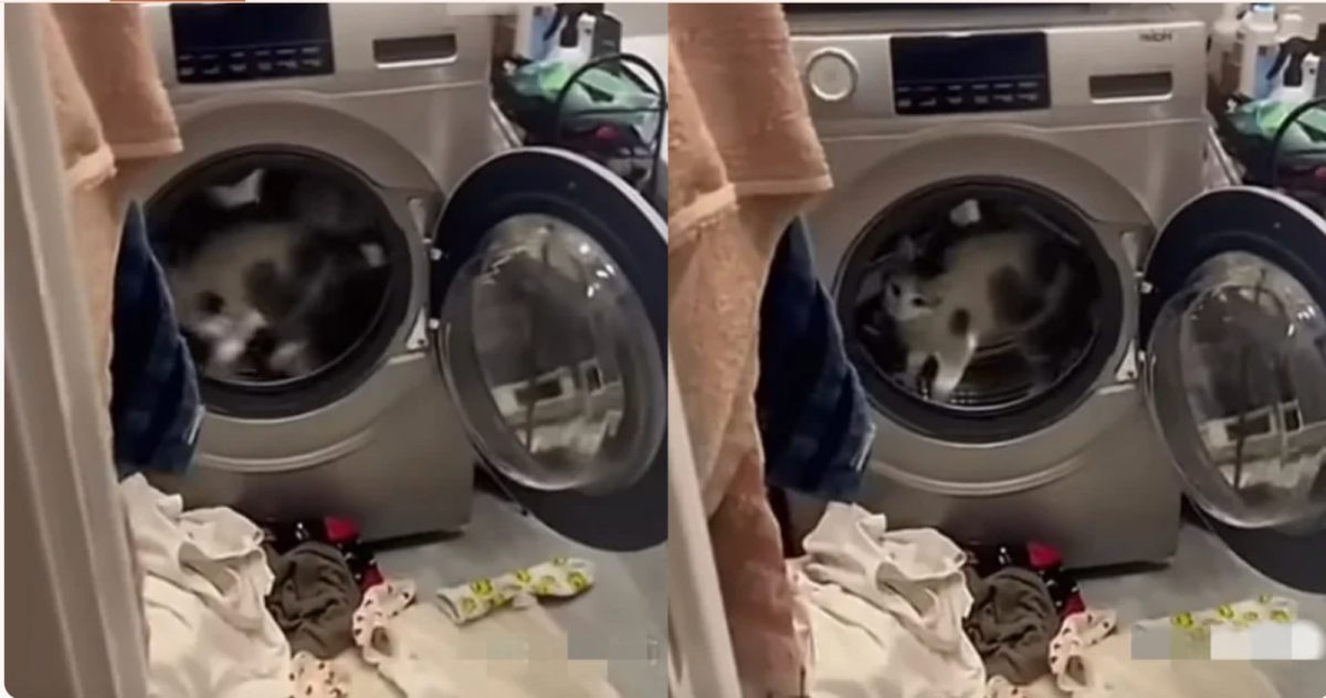 衣物扒拉一地 滚筒当跑步机 猫咪拆家新招笑翻铲屎官