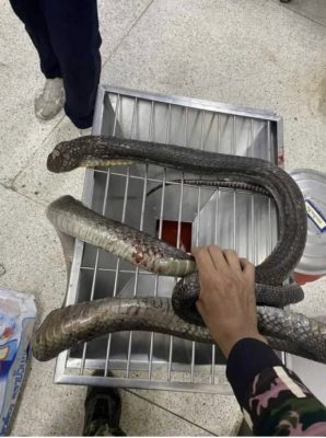 被眼睛王蛇咬伤竟徒手反杀 泰妇拎蛇尸冲医院自救