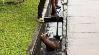 視頻| 流浪狗雨中困溝發抖 體育館平凡英雄出手相救
