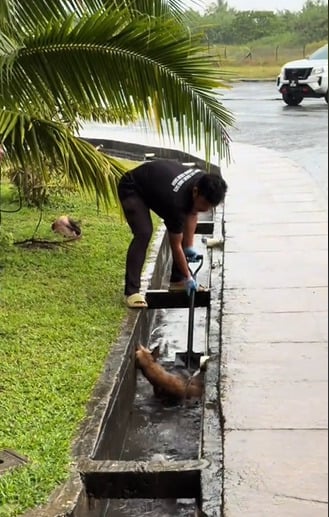 视频| 流浪狗雨中困沟发抖 体育馆“平凡英雄”出手相救