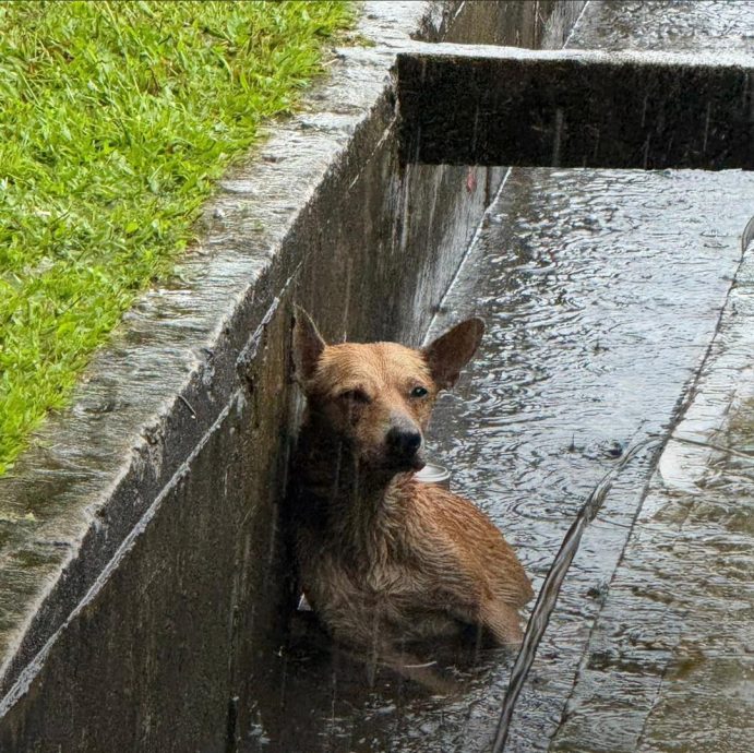 视频| 流浪狗雨中困沟发抖 体育馆“平凡英雄”出手相救
