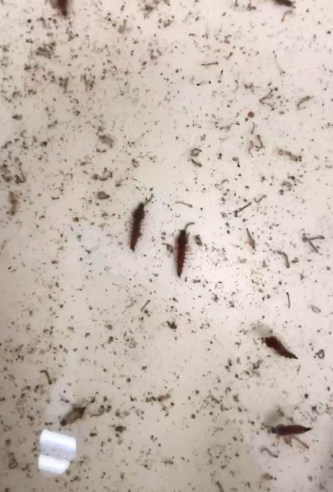 视频/不吸血“巨蚊”出动！　广东超狂防疫“以蚊制蚊”优于化学喷洒