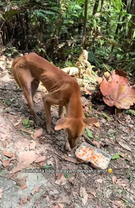 视频|不舍骨瘦如柴又腿伤 女子去公园跑步顺便喂浪浪