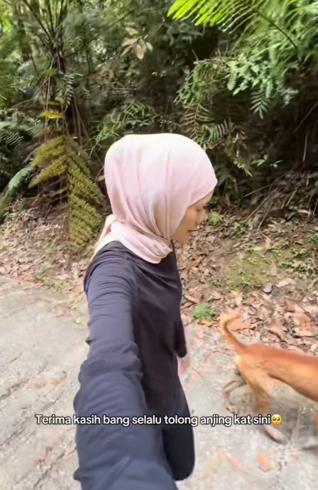 视频|不舍骨瘦如柴又腿伤 女子去公园跑步顺便喂浪浪