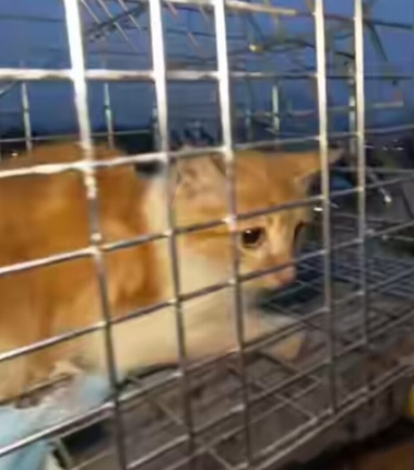  视频|好心夫妇每天喂食上网SOS 猫咪受困桥柱3个月终获救 