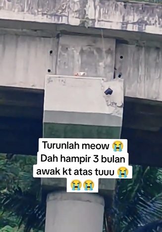  视频|好心夫妇每天喂食上网SOS 猫咪受困桥柱3个月终获救 