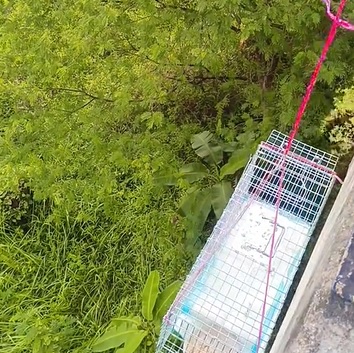  视频|好心夫妇每天喂食上网SOS 猫咪受困桥柱3个月终获救 