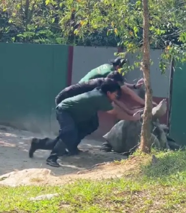 视频|寿星生日做了好事 参观动物园救了大乌龟