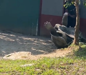 视频|寿星生日做了好事 参观动物园救了大乌龟