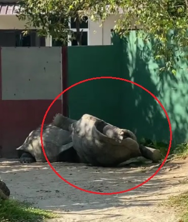 视频|寿星生日做了好事 参观动物园救了大乌龟