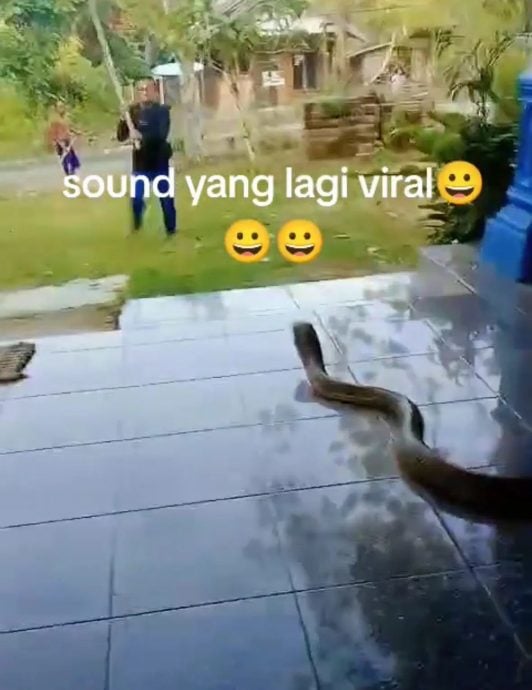 视频|巨型眼镜蛇闯民宅吓坏屋主 居民持木棍合力制服掀热议 