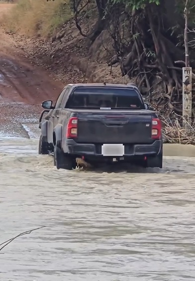 视频|渡河卡到巨鳄不敢停！货卡拖行鳄鱼画面疯传