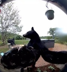 视频|黑熊闯民宅前先按门铃 网民调侃“比人有礼貌”