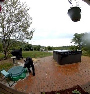 视频|黑熊闯民宅前先按门铃 网民调侃“比人有礼貌”