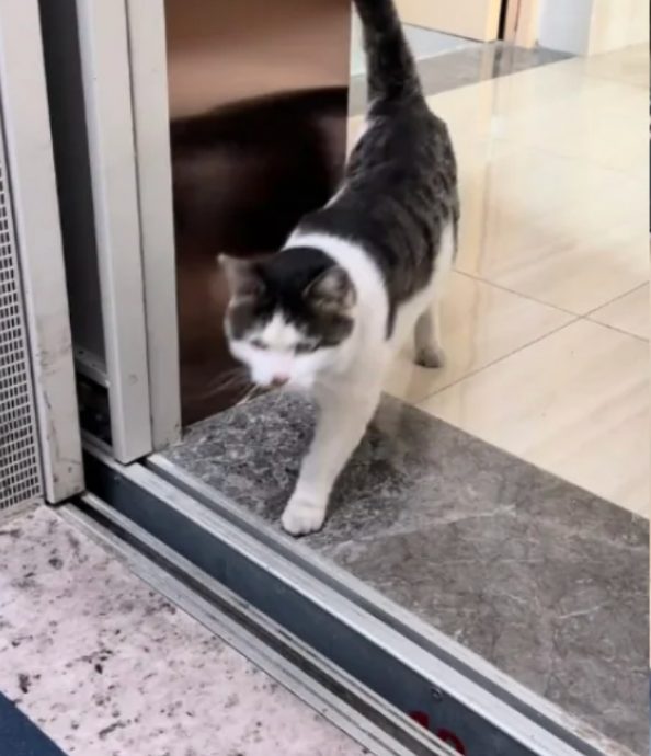 视频/胖成小电驴被禁入电梯 虎斑猫好委屈网笑翻