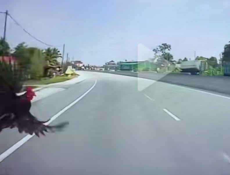 视频/飞鸡撞爆车大镜