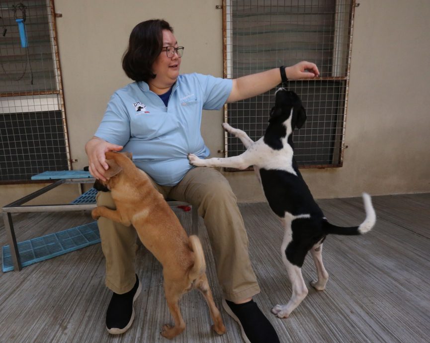 解决浪浪的第三条路01 | 动保团体吁人道对策 推行动物友善却准捕杀?