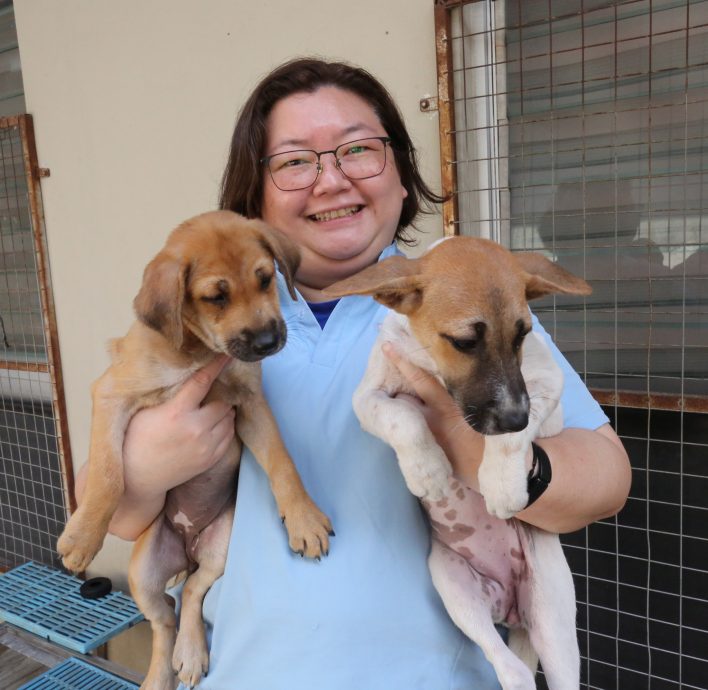 解决浪浪的第三条路01 | 动保团体吁人道对策 推行动物友善却准捕杀?