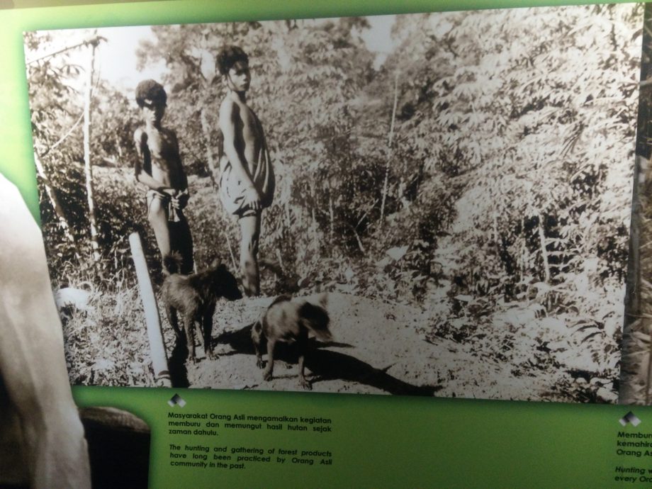 解决浪浪的第三条路01 | 动保团体吁人道对策 推行动物友善却准捕杀?