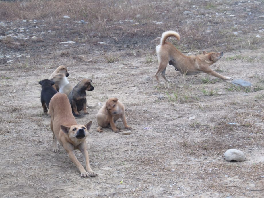 解决浪浪的第三条路01 | 动保团体吁人道对策 推行动物友善却准捕杀?