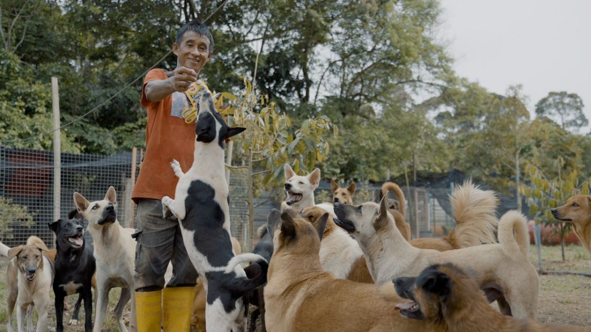 解决浪浪的第三条路02 |动保团体喊苦 执法机构为难 救援流浪动物是一条荆棘路