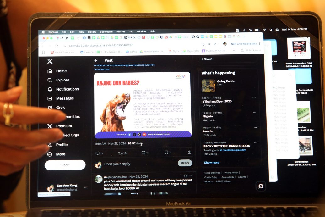 解决浪浪的第三条路02 |动保团体喊苦 执法机构为难 救援流浪动物是一条荆棘路