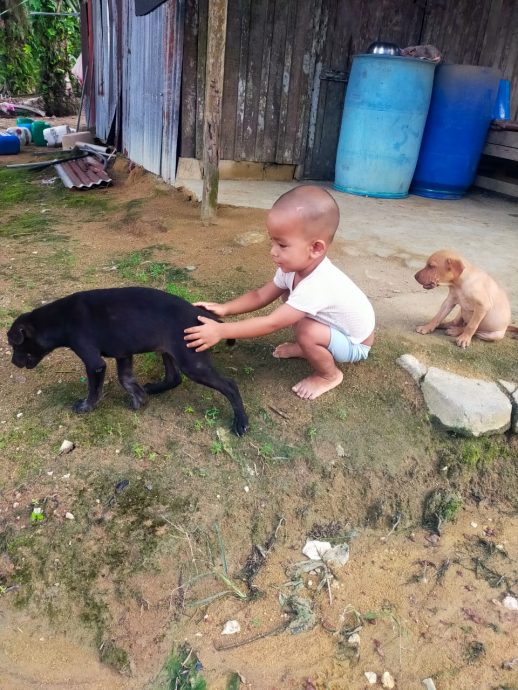 解决浪浪的第三条路02 |动保团体喊苦 执法机构为难 救援流浪动物是一条荆棘路