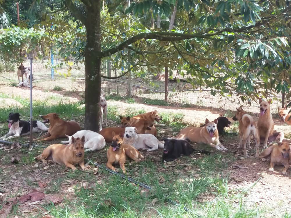 解决浪浪的第三条路02 |动保团体喊苦 执法机构为难 救援流浪动物是一条荆棘路