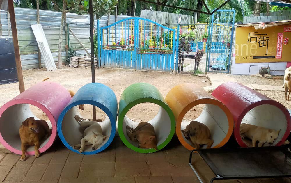 解决浪浪的第三条路02 |动保团体喊苦 执法机构为难 救援流浪动物是一条荆棘路