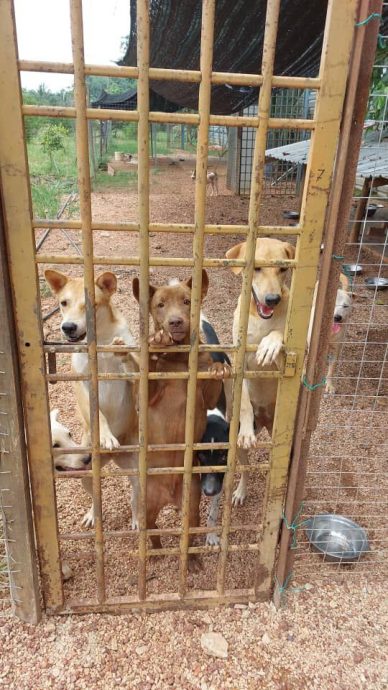 解决浪浪的第三条路02 |动保团体喊苦 执法机构为难 救援流浪动物是一条荆棘路