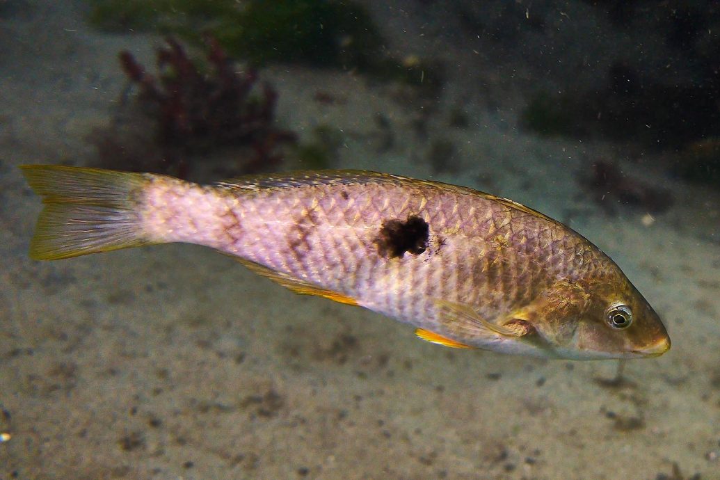 这种鱼竟会变性？ 为抢占主导地位“雌变雄”！