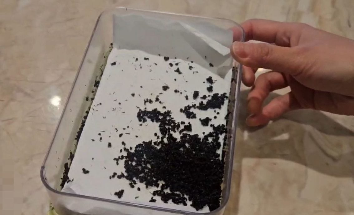 违规使用“蚂蚁”入菜 韩国餐厅被查