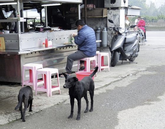 迪兰/艾琳和她剪不断理还乱的浪浪问题