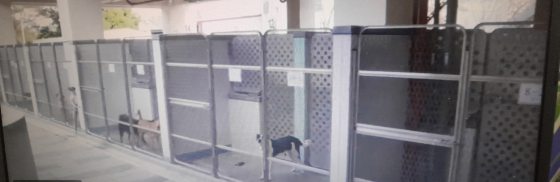 迪兰/艾琳和她剪不断理还乱的浪浪问题