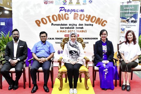 迪兰/艾琳和她剪不断理还乱的浪浪问题