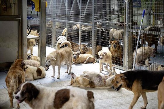 迪兰/艾琳和她剪不断理还乱的浪浪问题