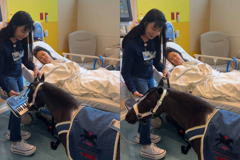 迷你马病床旁“弹钢琴”爆红！吸上百万人朝圣：吵到连植物人都醒来