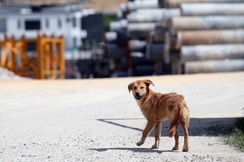 遭摩托党骚扰 女子感动4浪浪解围 “它们还护送我回家！”