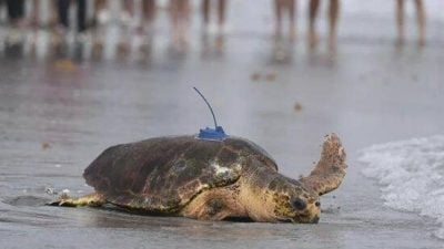 遭攻击断肢 海龟“迪莉达莉”装三鳍奋力重返大海