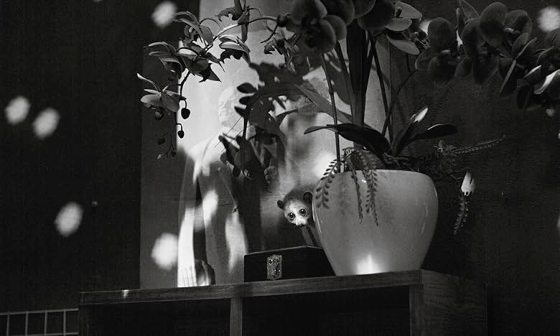 陈头头／《Cu Li Never Cries》历史的幽灵与越南现在进行式	