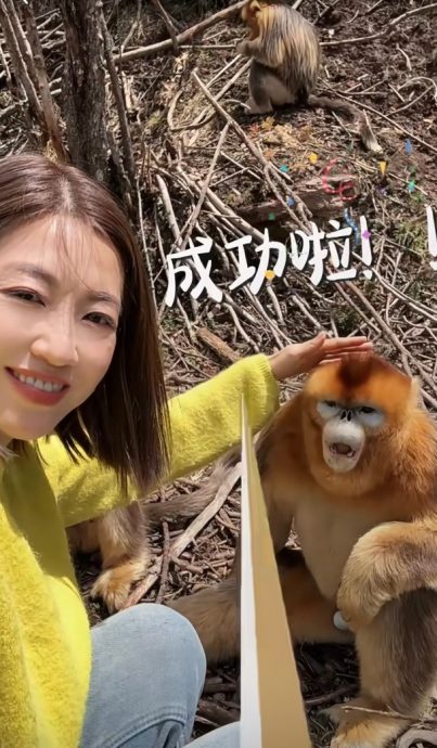 陈自瑶摸头赞金丝猴驯良　下秒傻眼画面曝光